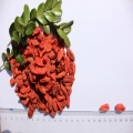 Natural Low Price Kostenlose Probe Goji Berry