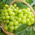 Natural Fresh Grapes Shine Muscat Flavor