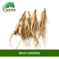 Свежесобранный женьшень Чанбайшань