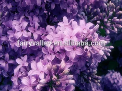 2014 high quality lilac tree seeds for growing