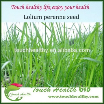 2016 Touchhealthy supply perennial ryegrass seeds forage seeds grass seeds is a high-quality forage cattle, sheep, horses.