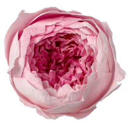 David Austin Roses Real Fresh Preserved Flower 8 Pcs Box