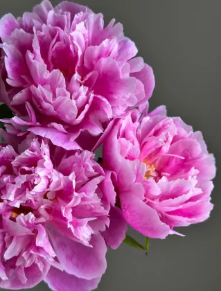 Seasonal Peony Pink Agate Peony