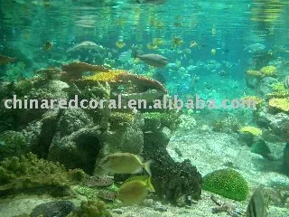 fish aquarium tank