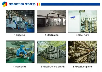 Farm Cultivating Shiitake Mushroom Spawn Log