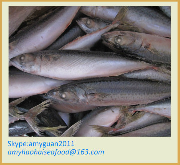 Fish Mackerel size 200/300g