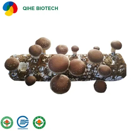 Shiitake Table Top Farm for Dried Mushroom