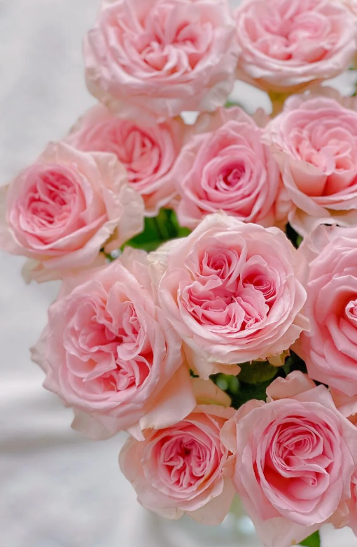 Perfume Pagoda Rose