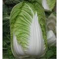 Fresh Chinese Cabbage Hi-Q