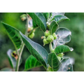 Private Label Pure Ashwaganda Powder Ashwagandha Root Extract