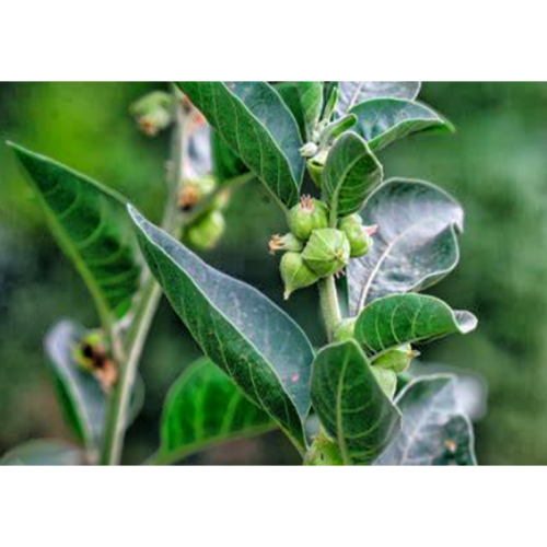 Private Label Pure Ashwaganda Powder Ashwagandha Root Extract