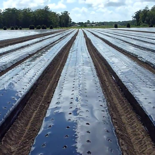 Película de mantillo blanco y negro de agricultura