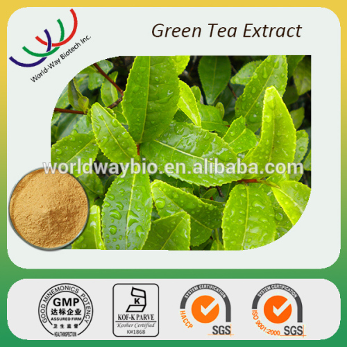 100% natural tea Polyphenol Catechins EGCG L-Theanine Free sample Kosher HACCP FDA cGMP weight loss product green tea extract