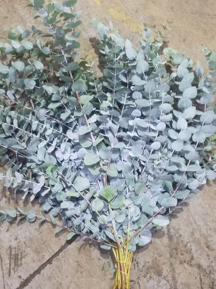Eucalyptus cinerea
