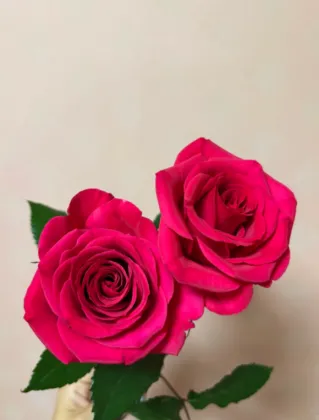 Floyd Rose Single-Headed Roses for Floral Arrangements