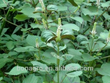 Perilla seeds for birds food