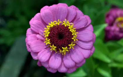 Chinese Beautiful Zinnia Flower Seeds