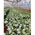পাইকারি ডাবল Lisianthus সাদা তরঙ্গ প্রিমিয়াম কাট ফুল