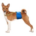 Dog Diaper Keep Male Dog Wraps Female Diapers