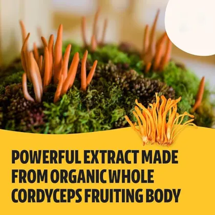 OEM Package Health Supplement Cordyceps Mushrooms Powder for Immunity Lung Health Cordyceps Extract