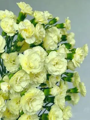 Spray carnation Imagination with Yellow