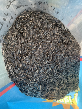 Inner Mongolia Crop Big Size Sunflower Seed