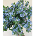 Oxypetalum Caeruleum لترتيبات الزفاف