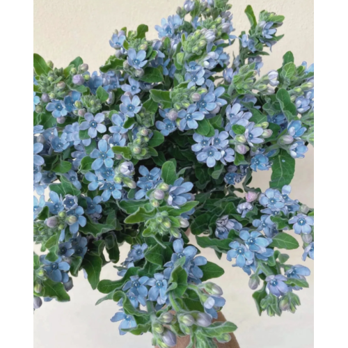 Oxypetalum Caeruleum لترتيبات الزفاف