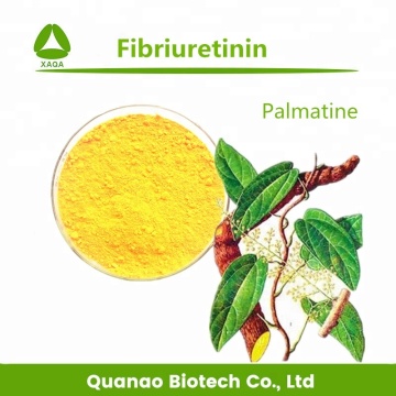 Pharmaceutical Grade Fibriuretinin / Palmatine 98% Powder
