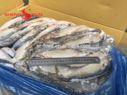 Pacific Mackerel fish