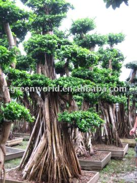 Ficus microcarpa bonsai old trees
