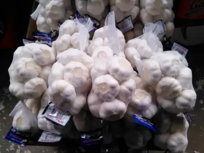 fresh garlic early June to September