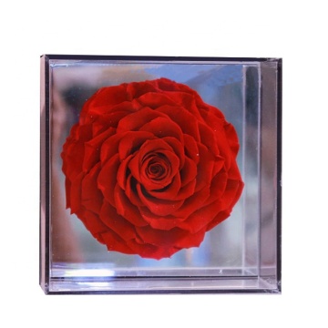 Eternal Rose in Acrylic Box - Beauty and the Beast Inspired Gift