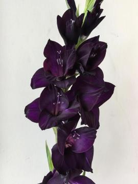 Fresh Cut Purple Black Gladiolus Flowers for Wedding