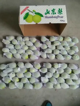 Green pear fruit shandong pear wholesale early su pear exporter