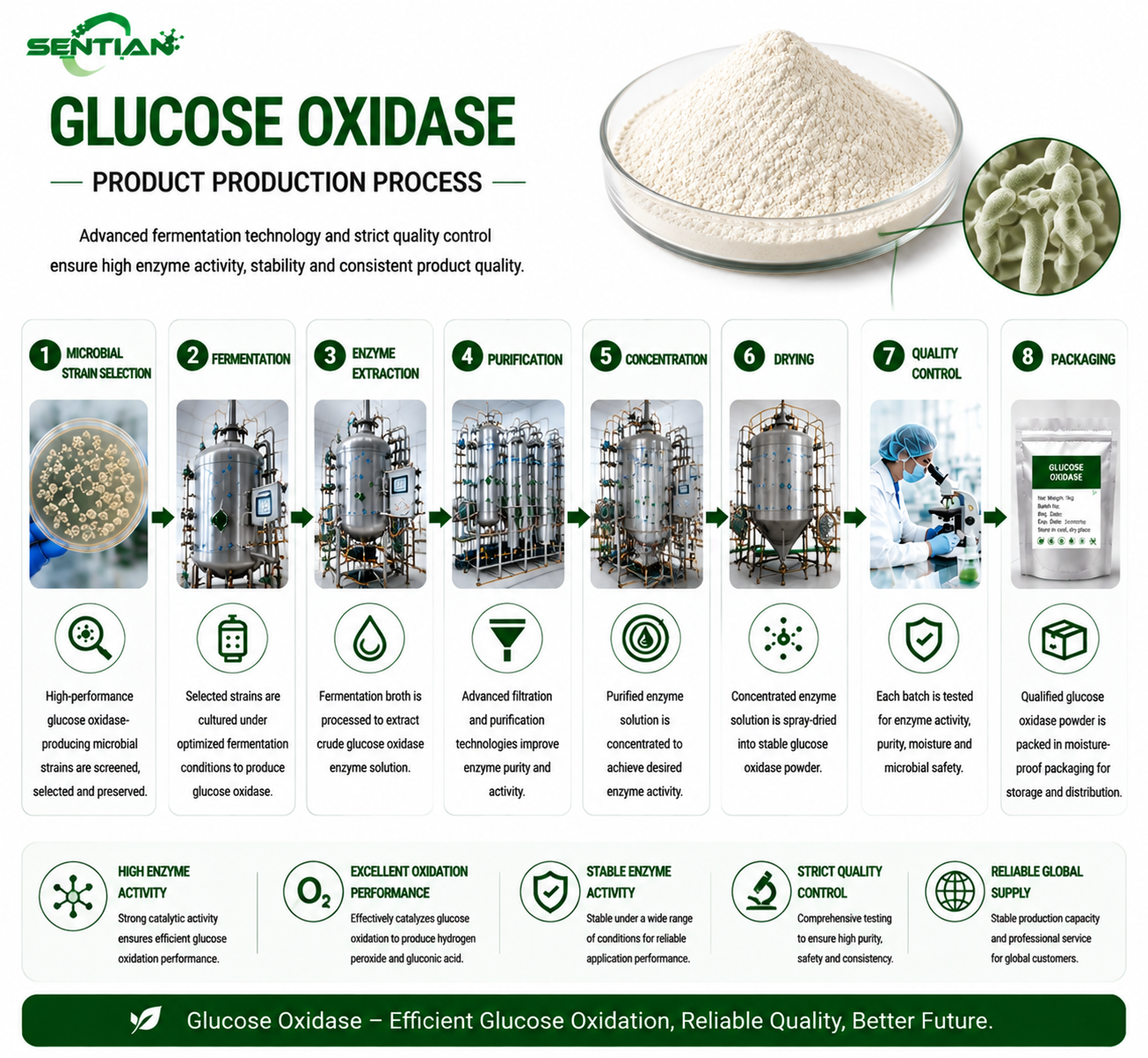 Glucose Oxidase（1）