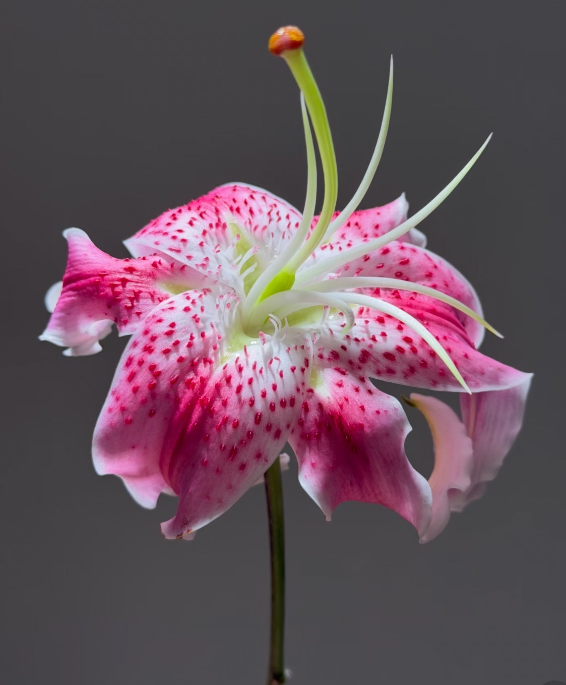 MagicFanPrincess Lily6