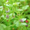 Fructus Psoraleae Extract Powder Bakuchiol