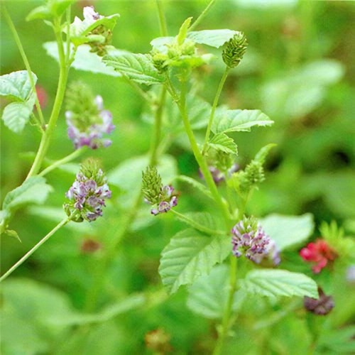 Fructus Psoraleae Extract Powder Bakuchiol