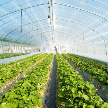 High Quality Film Single Span Agricultural Greenhouse