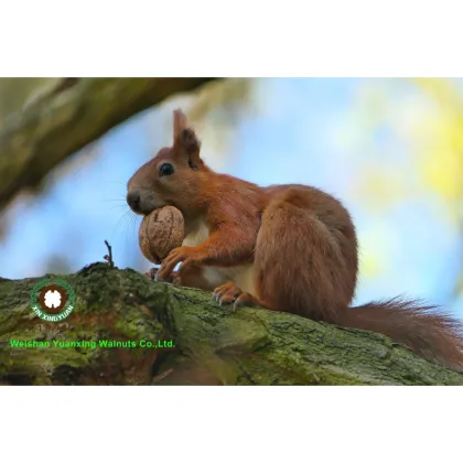 Wholesale Chinese Walnut Kernels Light Halves Walnut Kernels