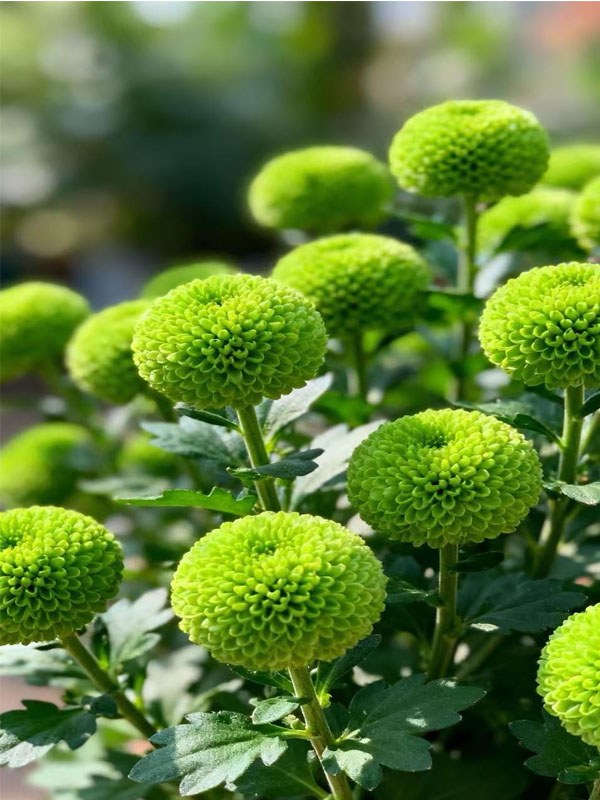 Spray chrysanthemum Green Forest Pompon5