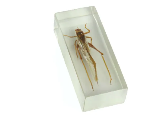 montessori toy-preschool science materials