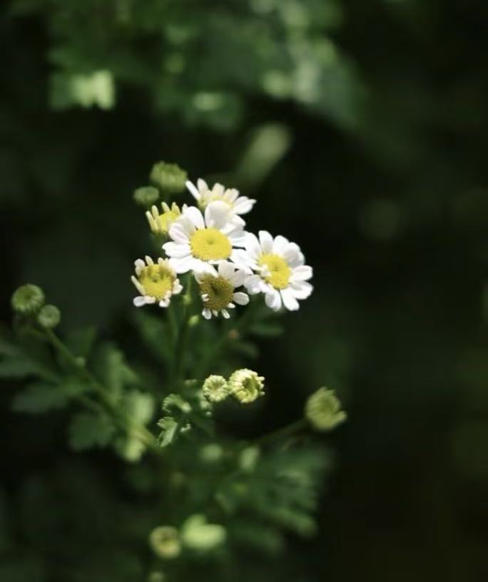 Spray chrysanthemum chamomile
