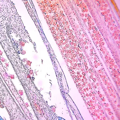 BestScope BS-2082MH10 Infinite Optical System Multi-Head Research Biological Microscope