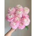 বিবাহের তোড়া জন্য তাজা কাটা গোলাপী Ranunculus ফুল
