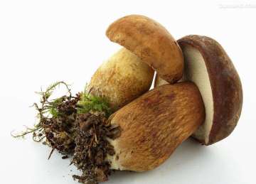 Wild Boletus Mushrooms (Boletus edulis)