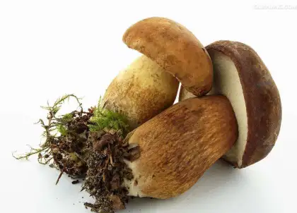 Wild Boletus Mushrooms (Boletus edulis)