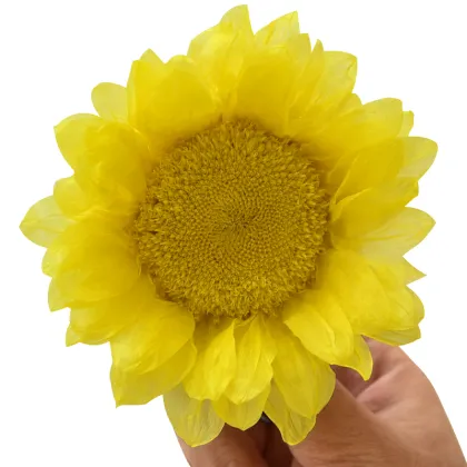 Unique Glass Dome Sunflower - Eternal Blooms Hot Sale