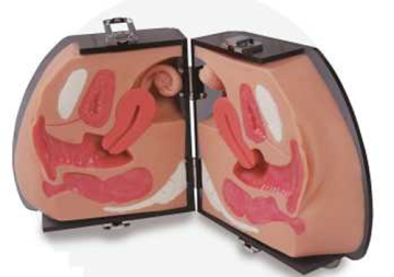 Contraception Use Demonstration Model